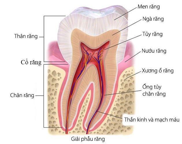 Có Nên Lấy Tủy Răng Để Bọc Sứ Không? Những Lưu Ý Quan Trọng Cần Biết - ảnh 2