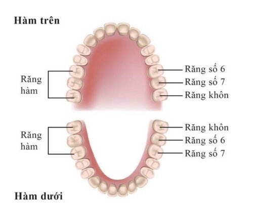 Mất Răng Hàm Và Cách Khắc Phục Hoàn Hảo – Nha Khoa Quốc Tế Á Châu - ảnh 2