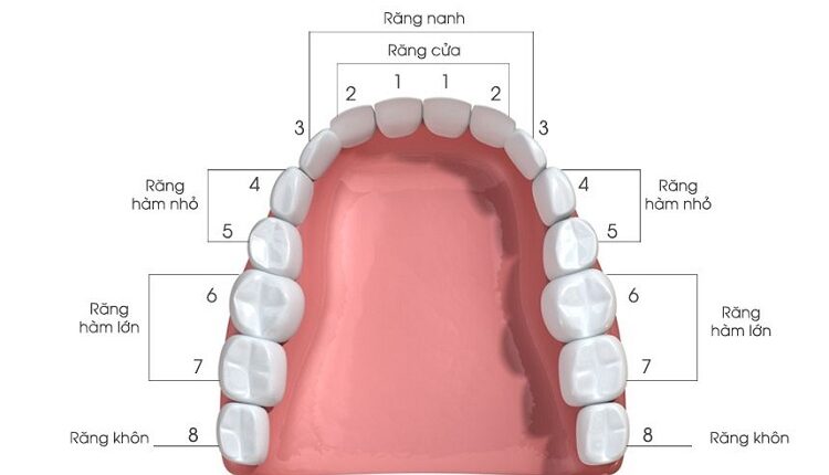 Làm Cầu Răng Số 5 Có Tốt Không? Có Bền Không? Giá Bao Nhiêu? - ảnh 2