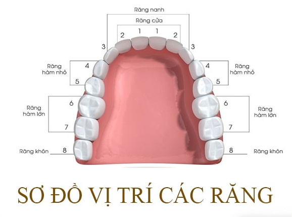 Bọc Răng Số 7 Có Tốt Không? Giá Bao Nhiêu? - ảnh 2