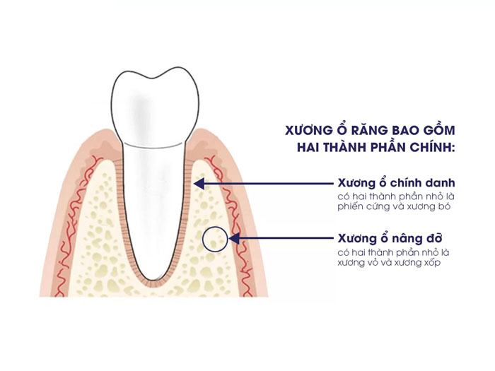 Mài Xương Ổ Răng Có Giảm Hô Không? Giá Bao Nhiêu? - ảnh 2